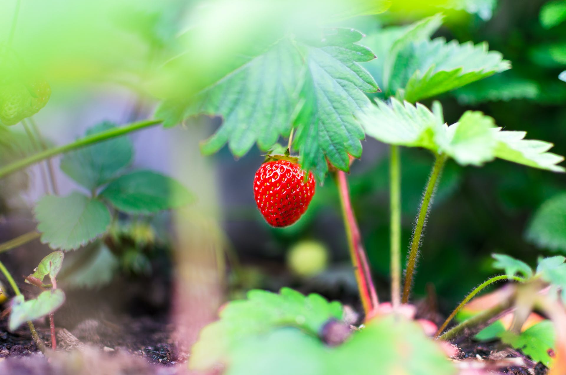 Mini guide to grow strawberries in the city