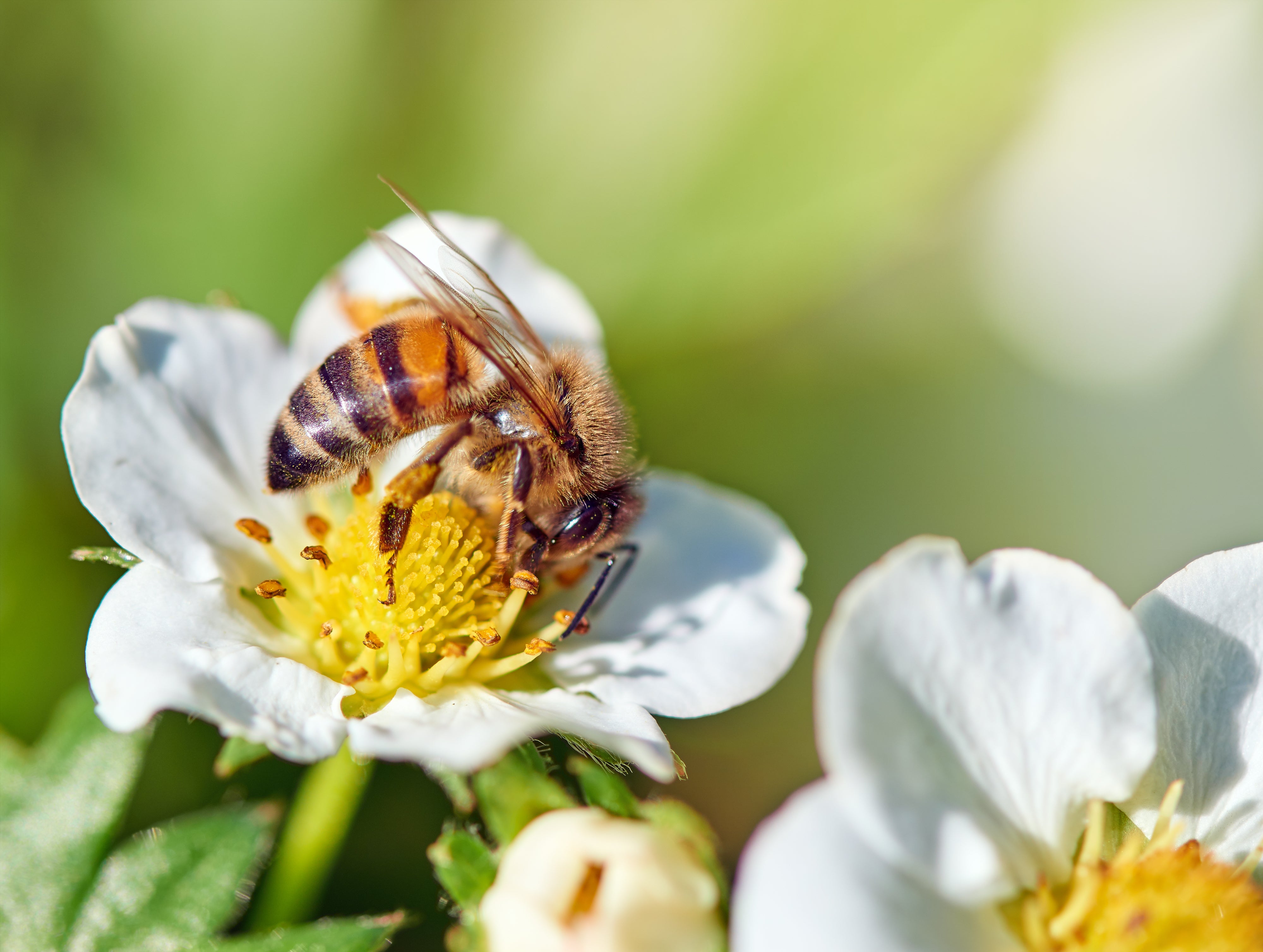 How to pollinate plants in the city instead of bees