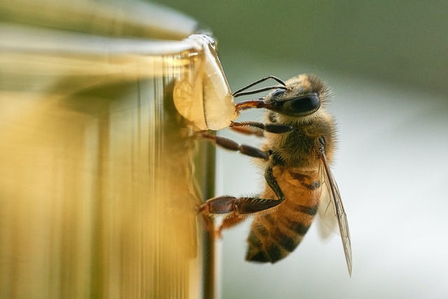 Elenco di piante belle (e buone!) da coltivare per attirare le api