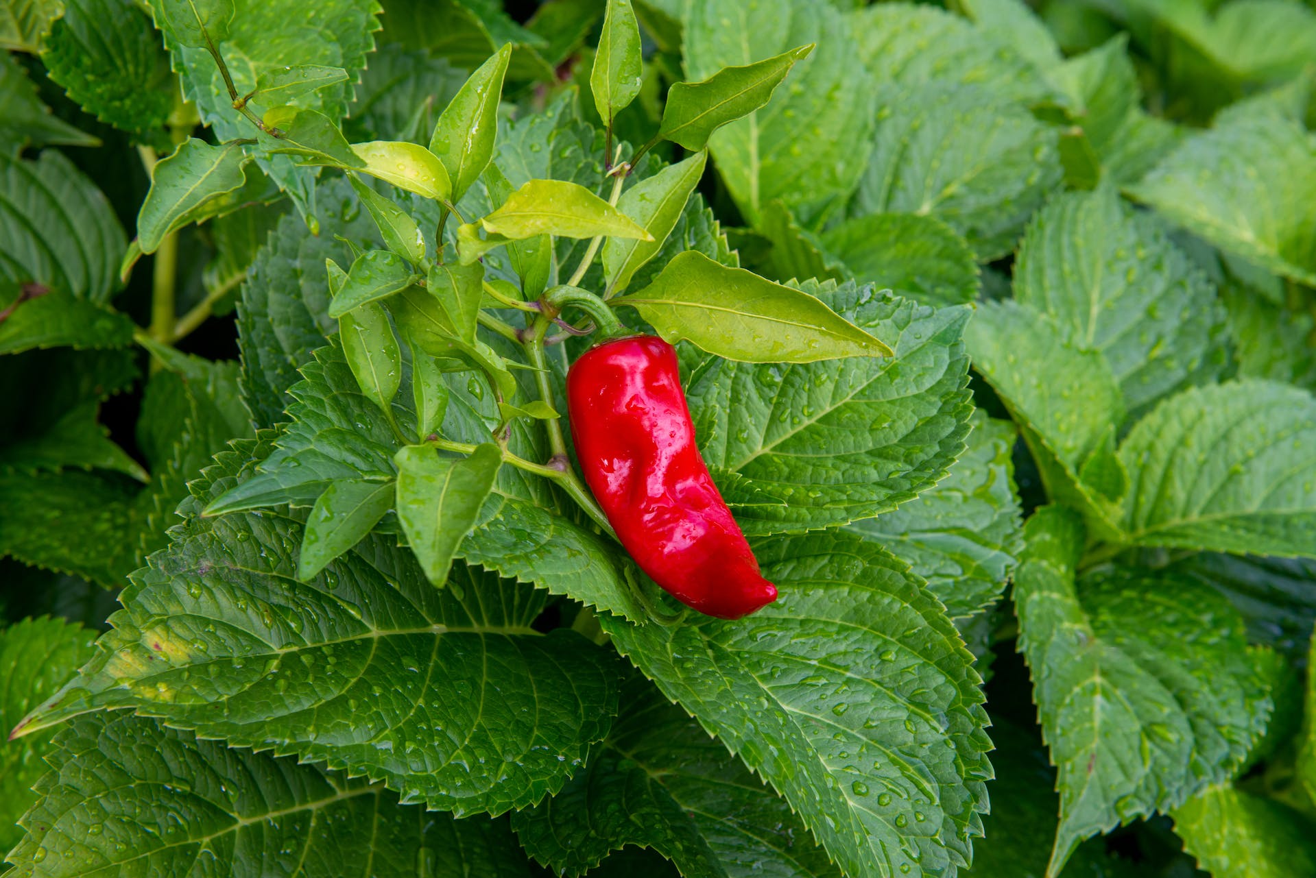 The ranking of the 5 hottest chili peppers - choose the spicy variety that suits you