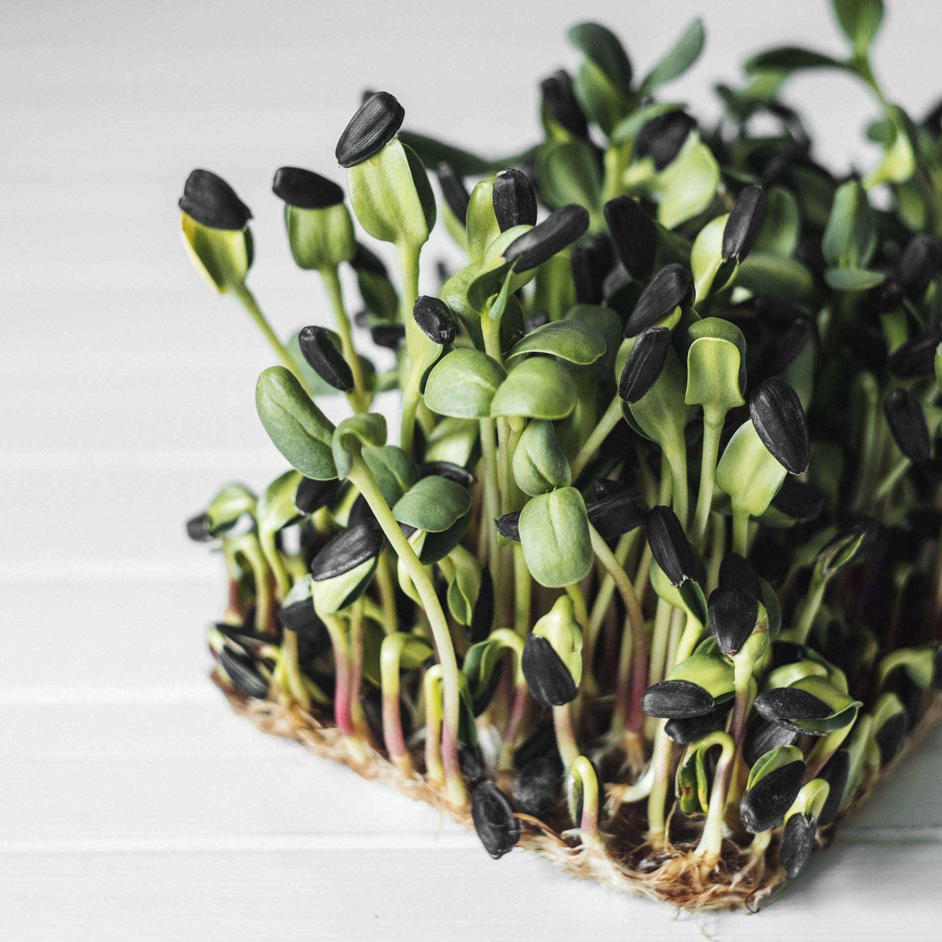 What are microgreens and how to grow them?