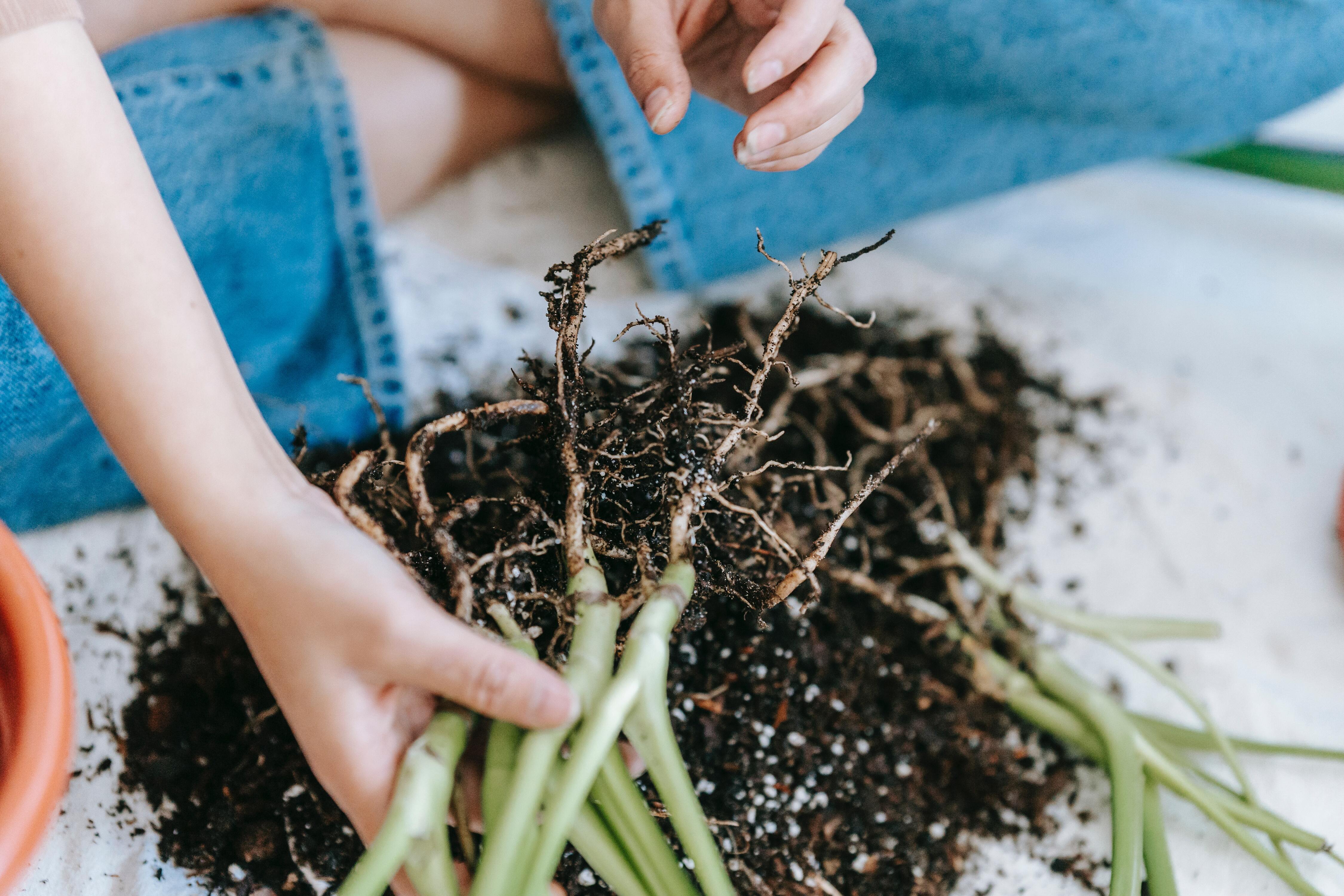 4 Easy tips for transplanting plants in your garden