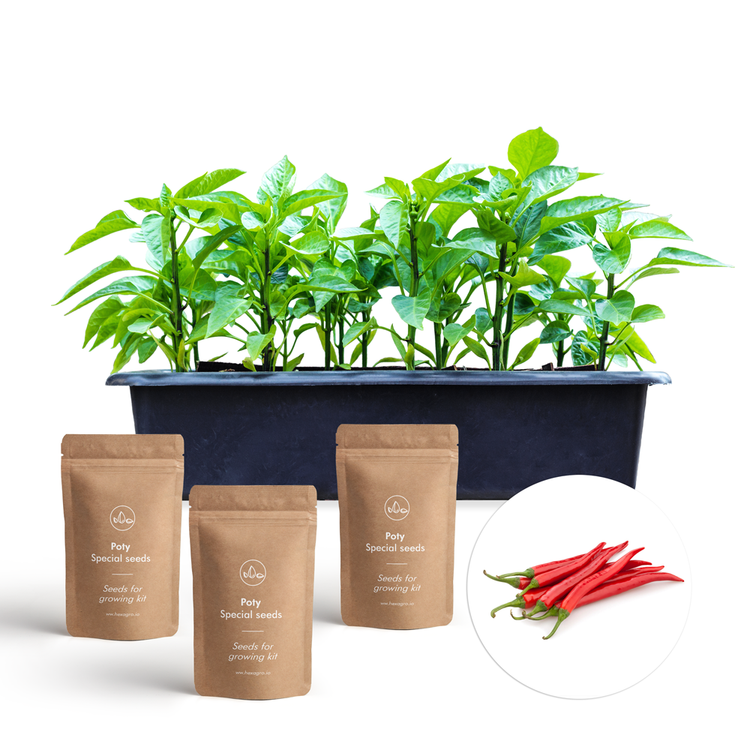 Growing Kit - Spicy Mix